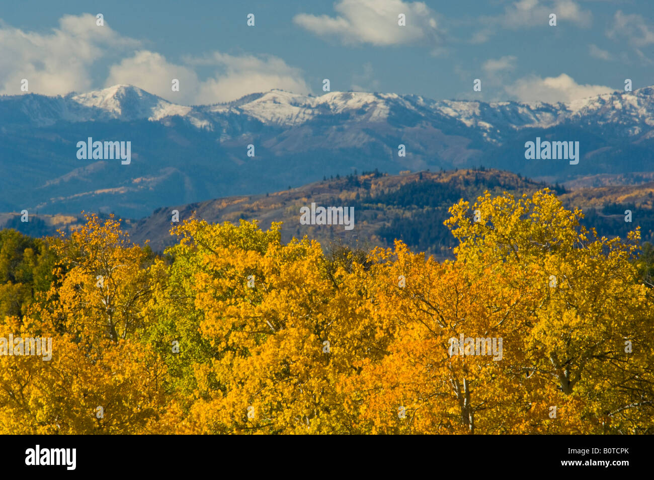 Foglie d'oro su aspen alberi in autunno sotto coperta di neve montagne distanti Grand Teton National Park Wyoming Foto Stock