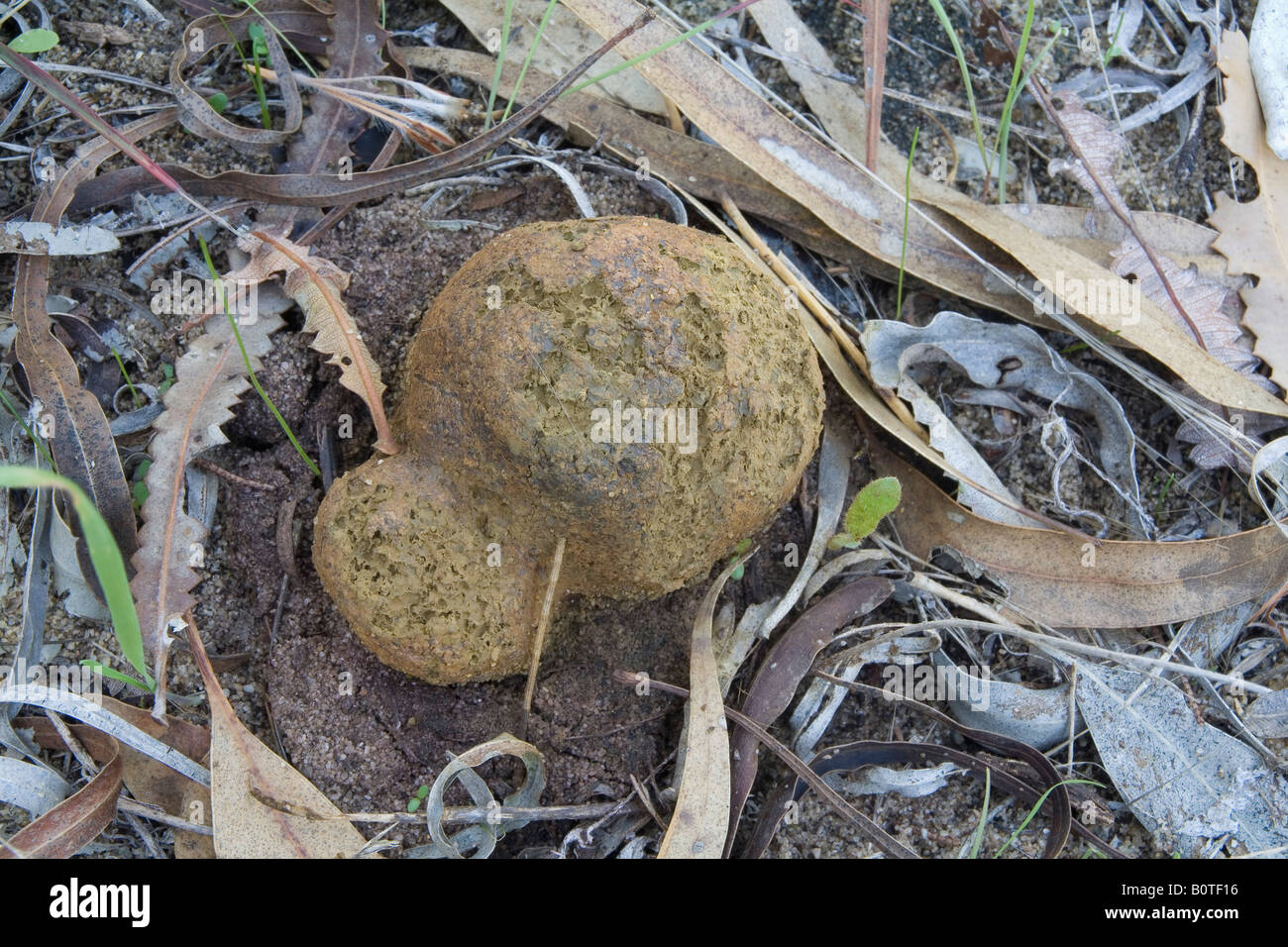 Earthball funghi in eruzione da Banksia figliata di foglia nel bush australiano Foto Stock