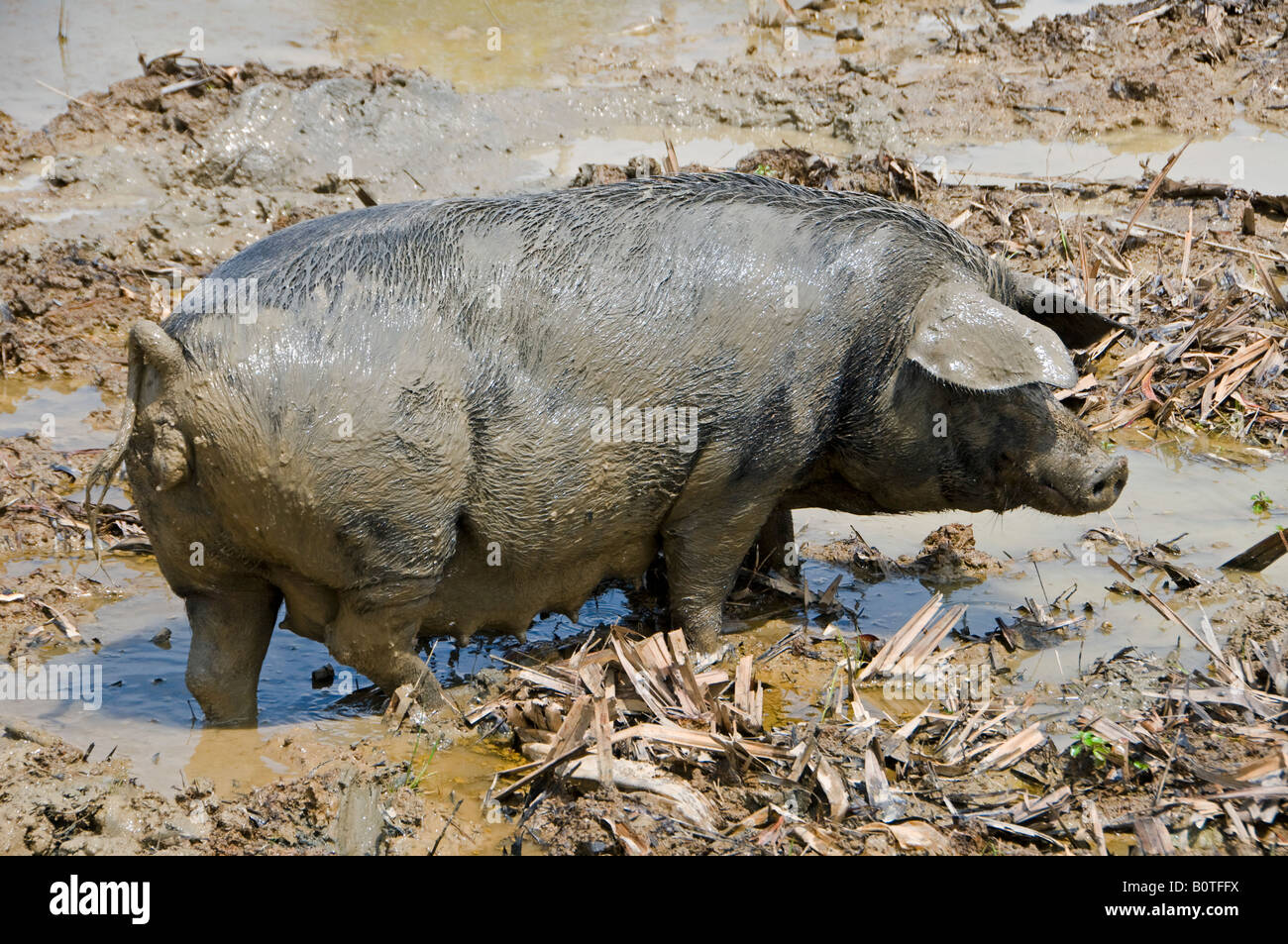 Un maiale nella pozza di fango MYANMAR Birmania Foto Stock