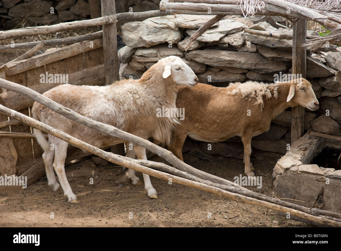 Gran Canaria - Mundo Aborigen vicino a Maspalomas parco a tema con tableaux del Guanche età della pietra vita pre conquista farm capre Foto Stock