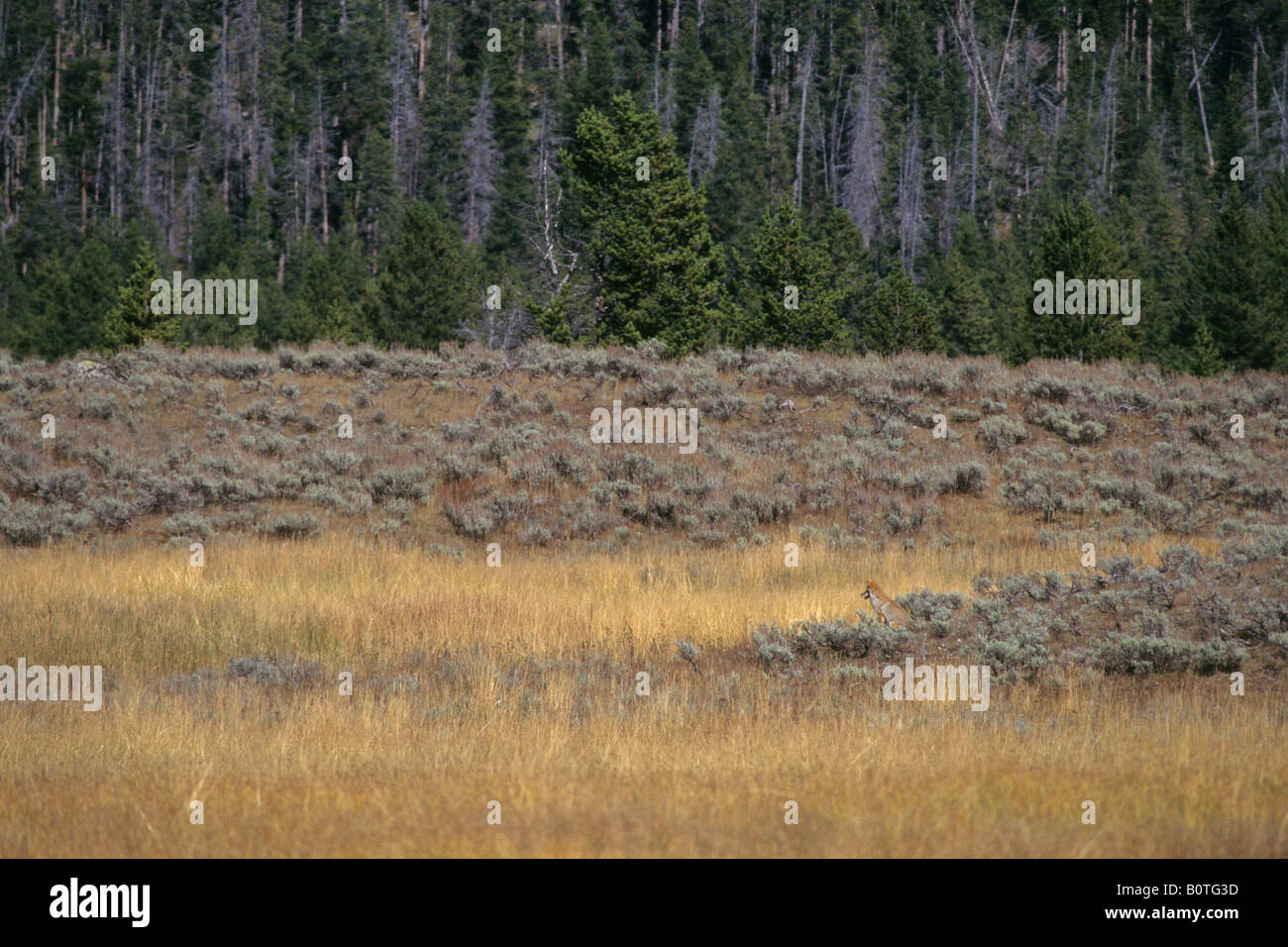 Coyote nel prato di fronte Foresta Parco Nazionale di Yellowstone Wyoming Foto Stock