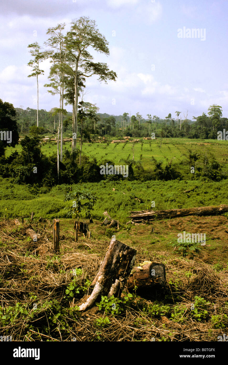 La parte occidentale della Costa d Avorio, Costa d Avorio. La deforestazione per l'agricoltura commerciale. Forest liquidati per lime tree coltivazione. Foto Stock