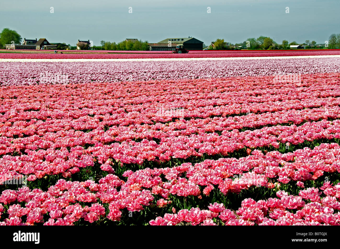 Paesi Bassi Olanda settentrionale tulipani olandesi i campi di bulbi di fiori Anna Paulowna polder Foto Stock