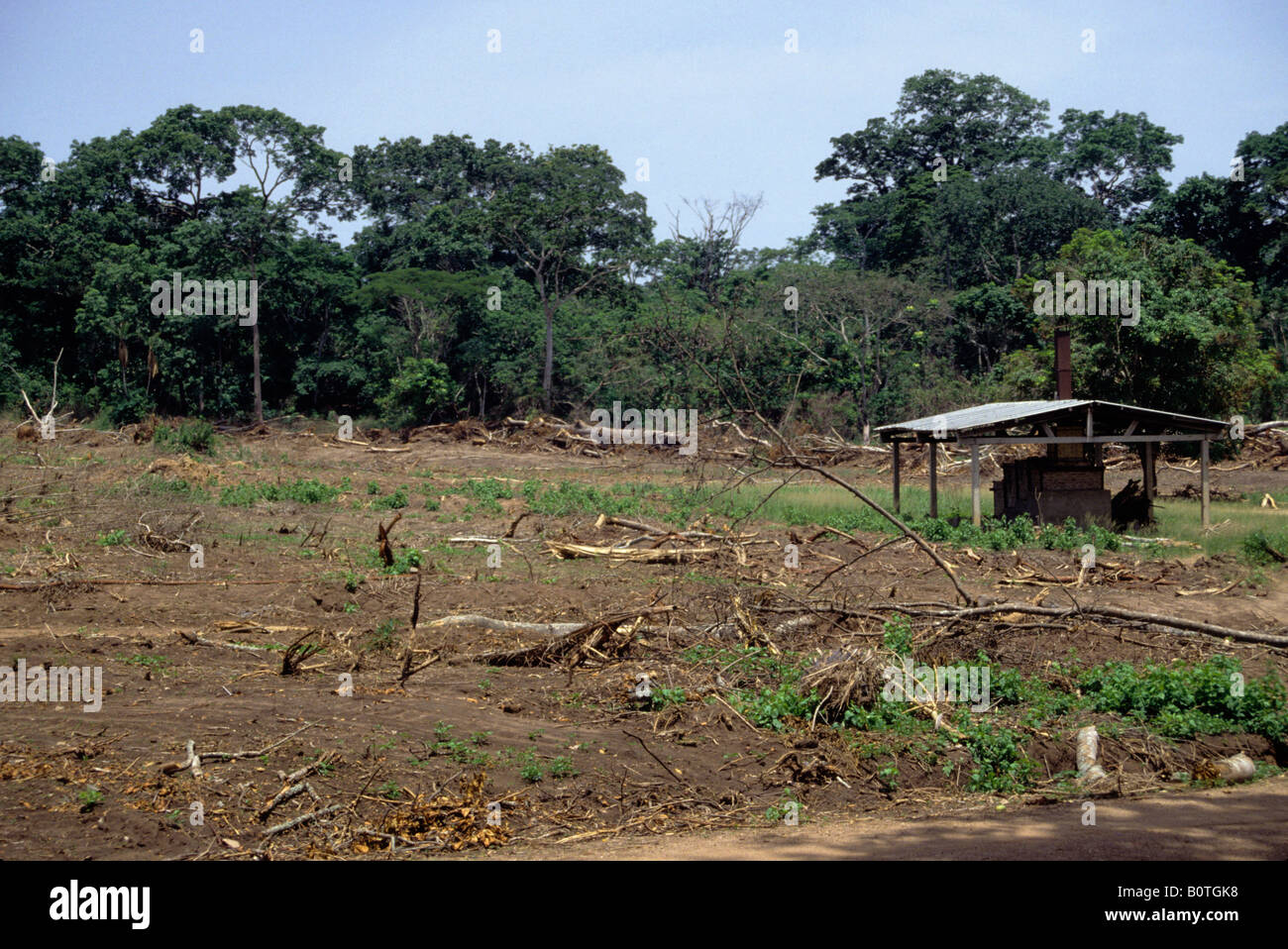 Ouassou, Central Costa d'Avorio, Costa d'Avorio, l'Africa occidentale. La deforestazione per produrre carbone di legna per lavorazione ceramica forno sulla destra. Foto Stock
