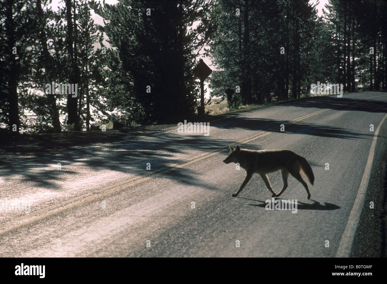 Coyote crossing a due corsie strada asfaltata vicino al fiume Yellowstone Parco Nazionale di Yellowstone Wyoming Foto Stock