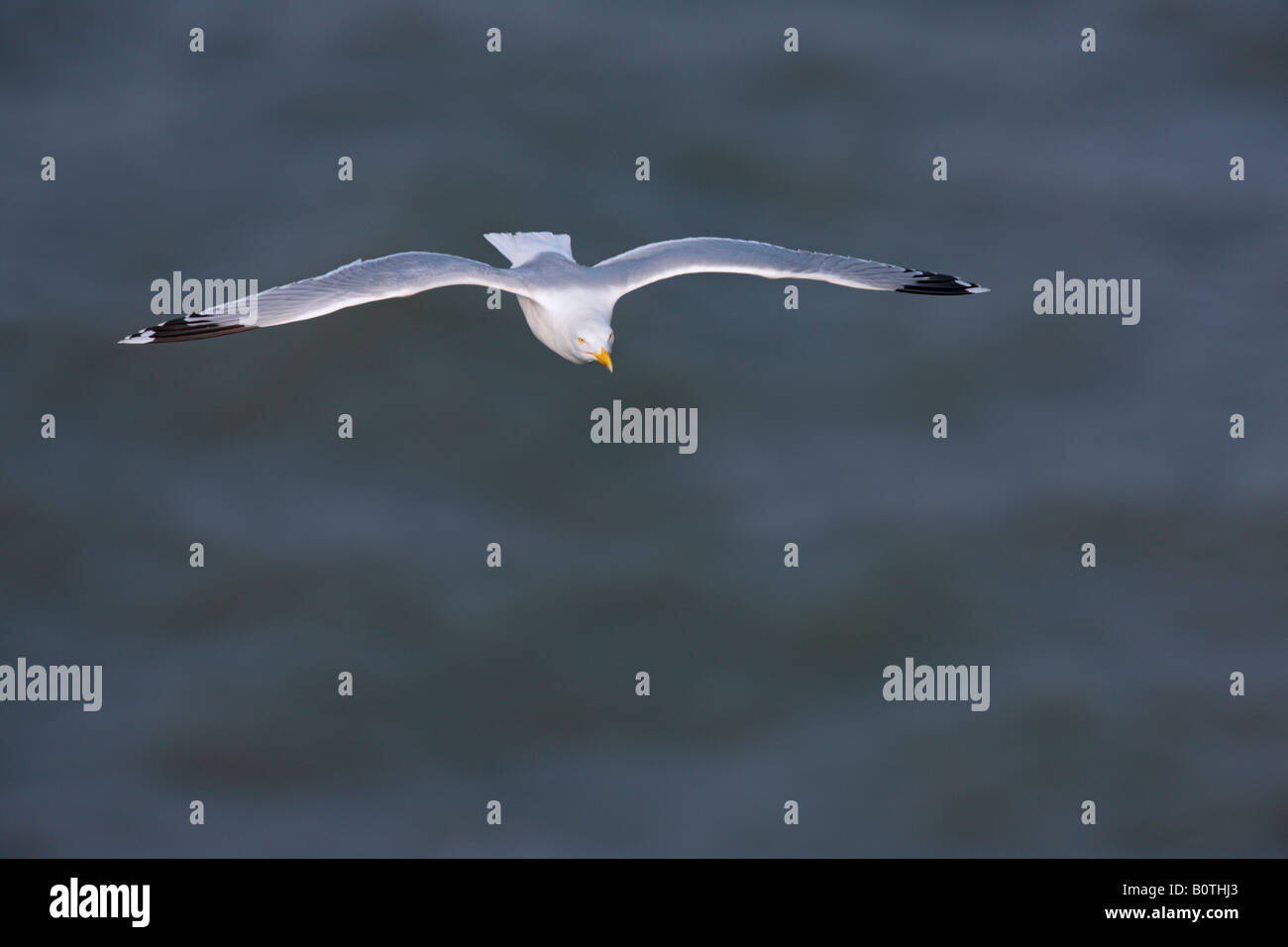 Herring gull Larus argentatus in volo Bempton Cliffs Yorkshire Foto Stock
