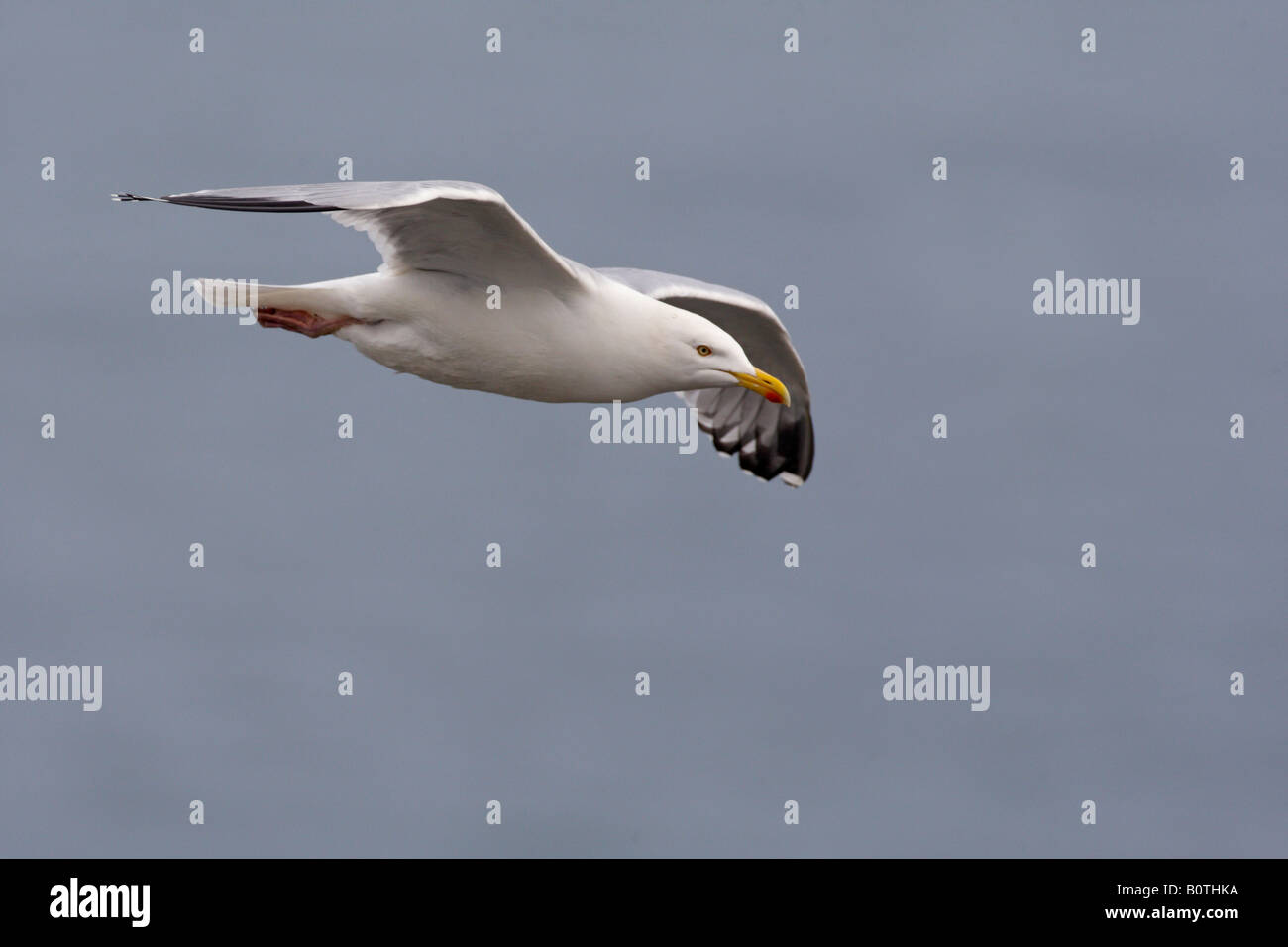 Herring Gull Larus argentatus in volo Bempton Cliffs Yorkshire Foto Stock