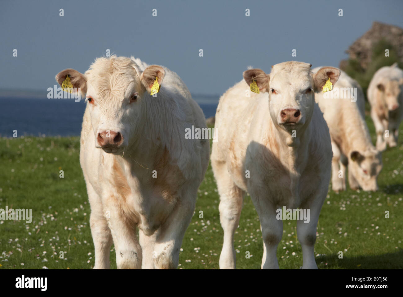 Due giovani charolais vitelli da macello con marchi auricolari cercando di fotocamera con altri bovini dietro nella contea di Sligo, Repubblica di Irlanda Foto Stock