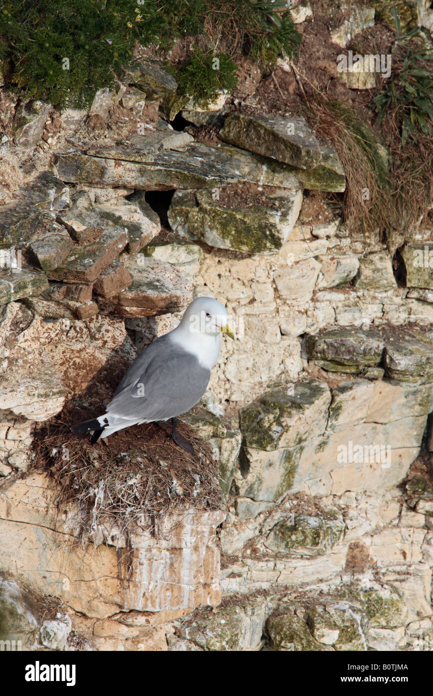 Kittiwake Rissa tridactyla sul nido Bempton Cliffs Yorkshire Foto Stock