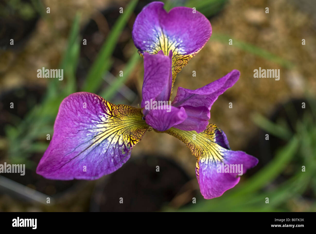 Bella iris sibirica " spumante Rose' nel maggio Foto Stock