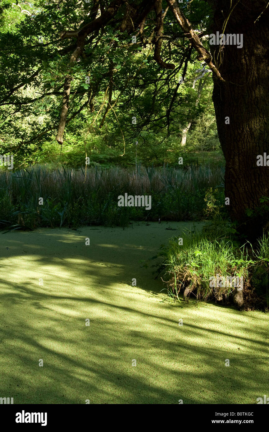 Una foresta pond, Essex, Regno Unito. Foto Stock