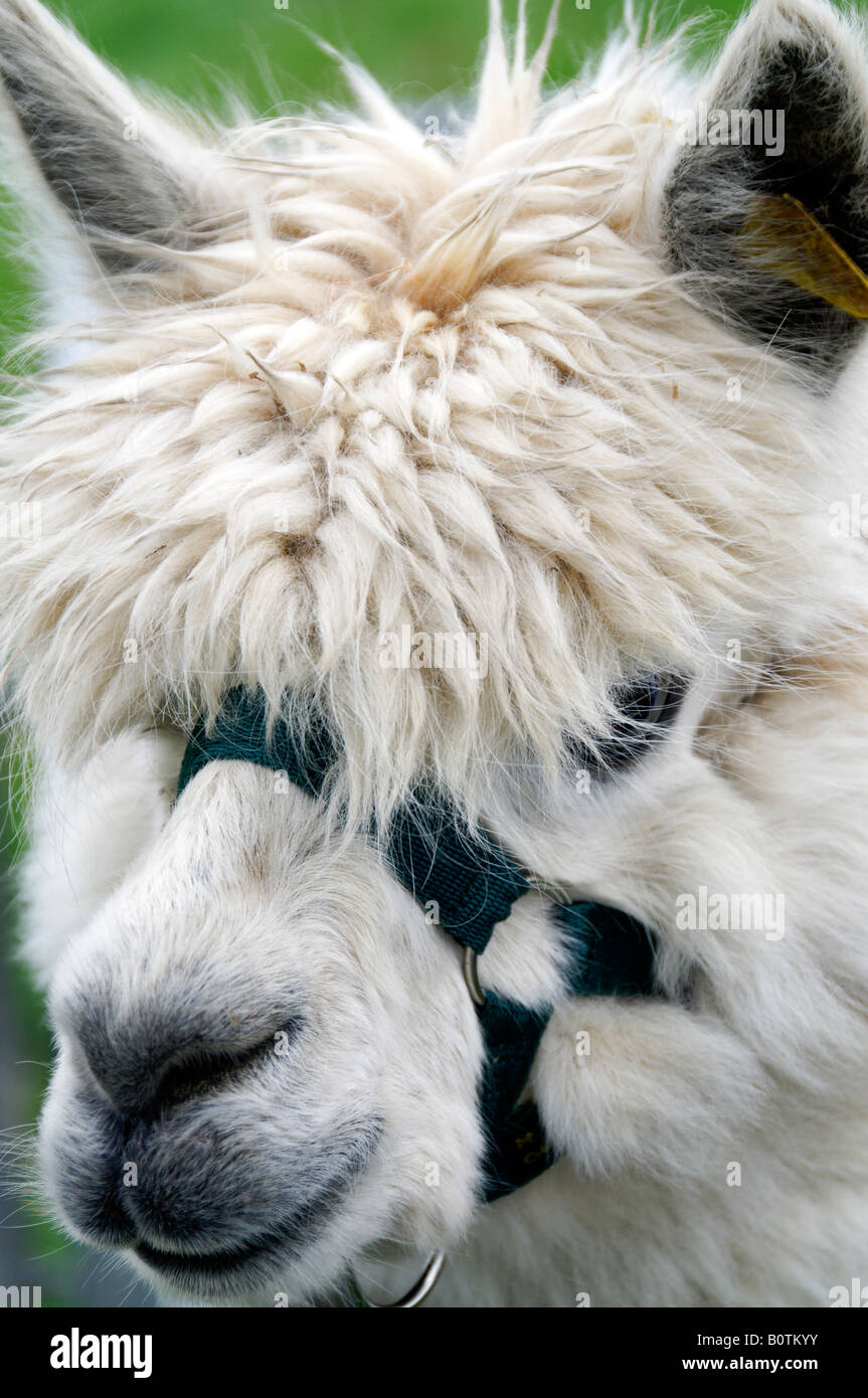 Alpaca (Vicugna pacos) ritratto Foto Stock