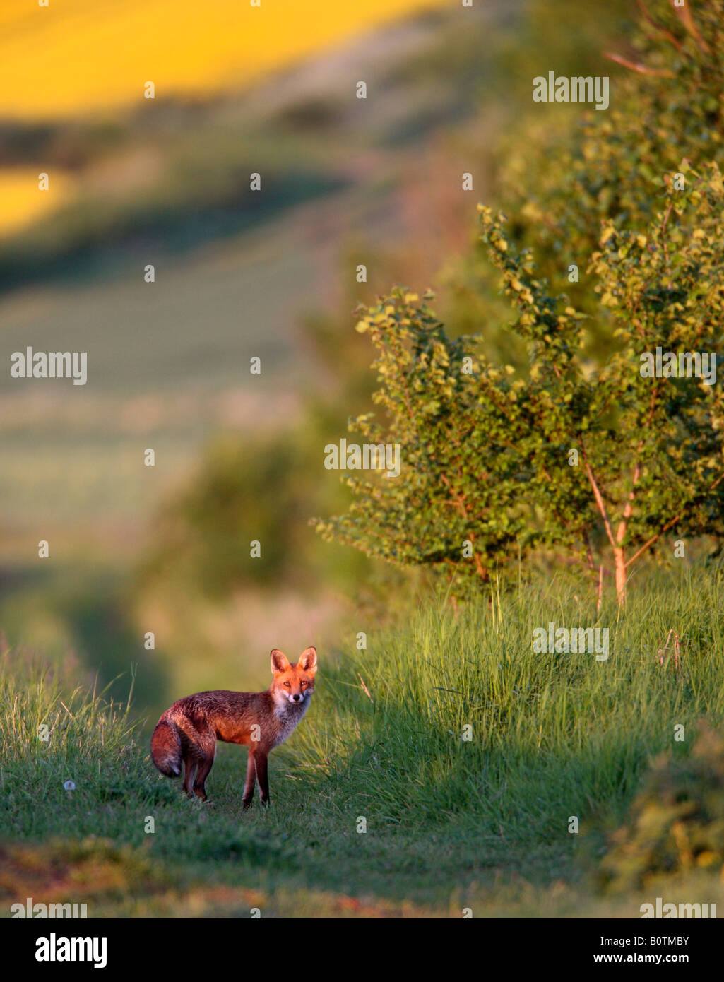 Red Fox Vulpes vulpes in prima serata di luce alla ricerca permanente di alert Sutton Bedfordshire Foto Stock