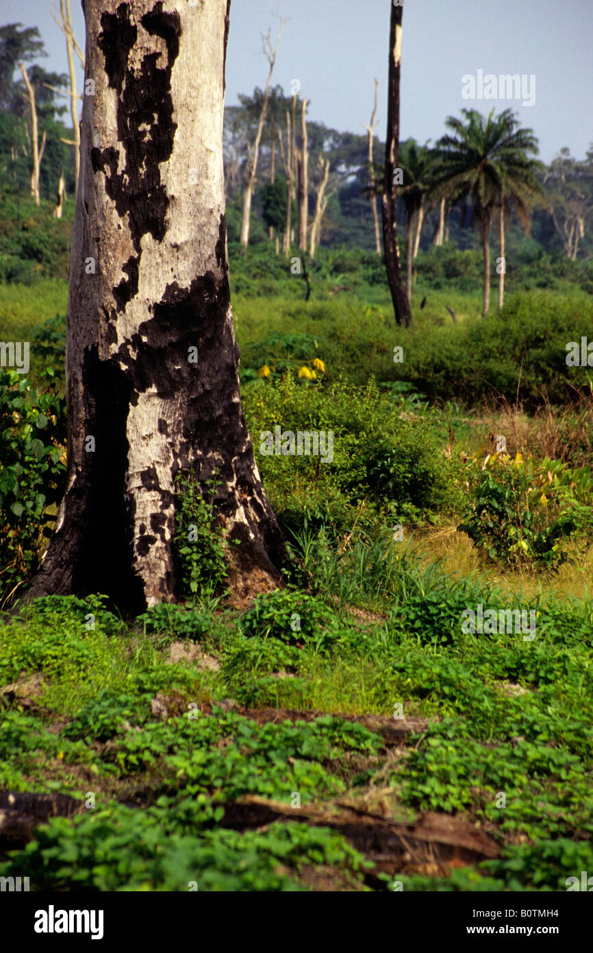 La parte occidentale della Costa d Avorio Costa d Avorio Africa Occidentale la deforestazione per l'agricoltura tradizionale Slash e metodo di masterizzazione Foto Stock