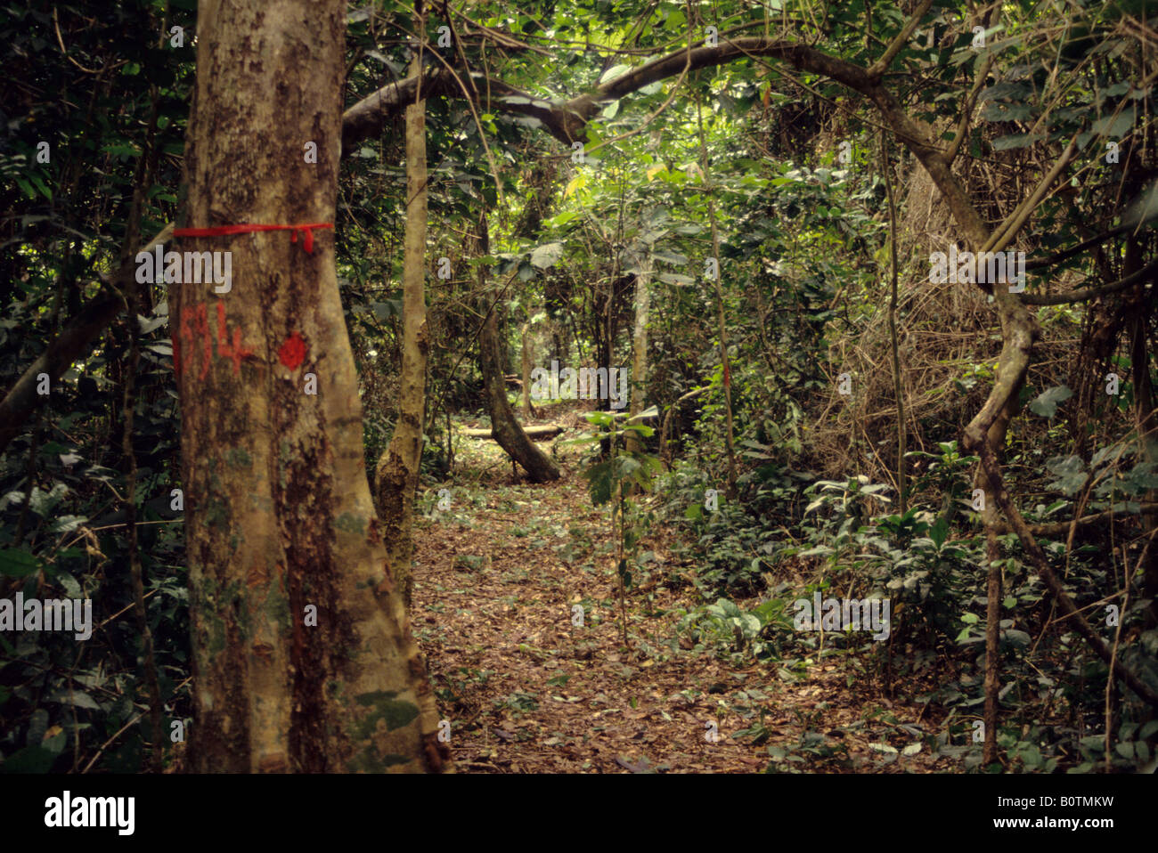 Bossematie foresta nazionale, centrale Costa d'Avorio, Costa d Avorio, Africa. Striscia di inventario che mostra marcature rosse che identificano il legno Foto Stock