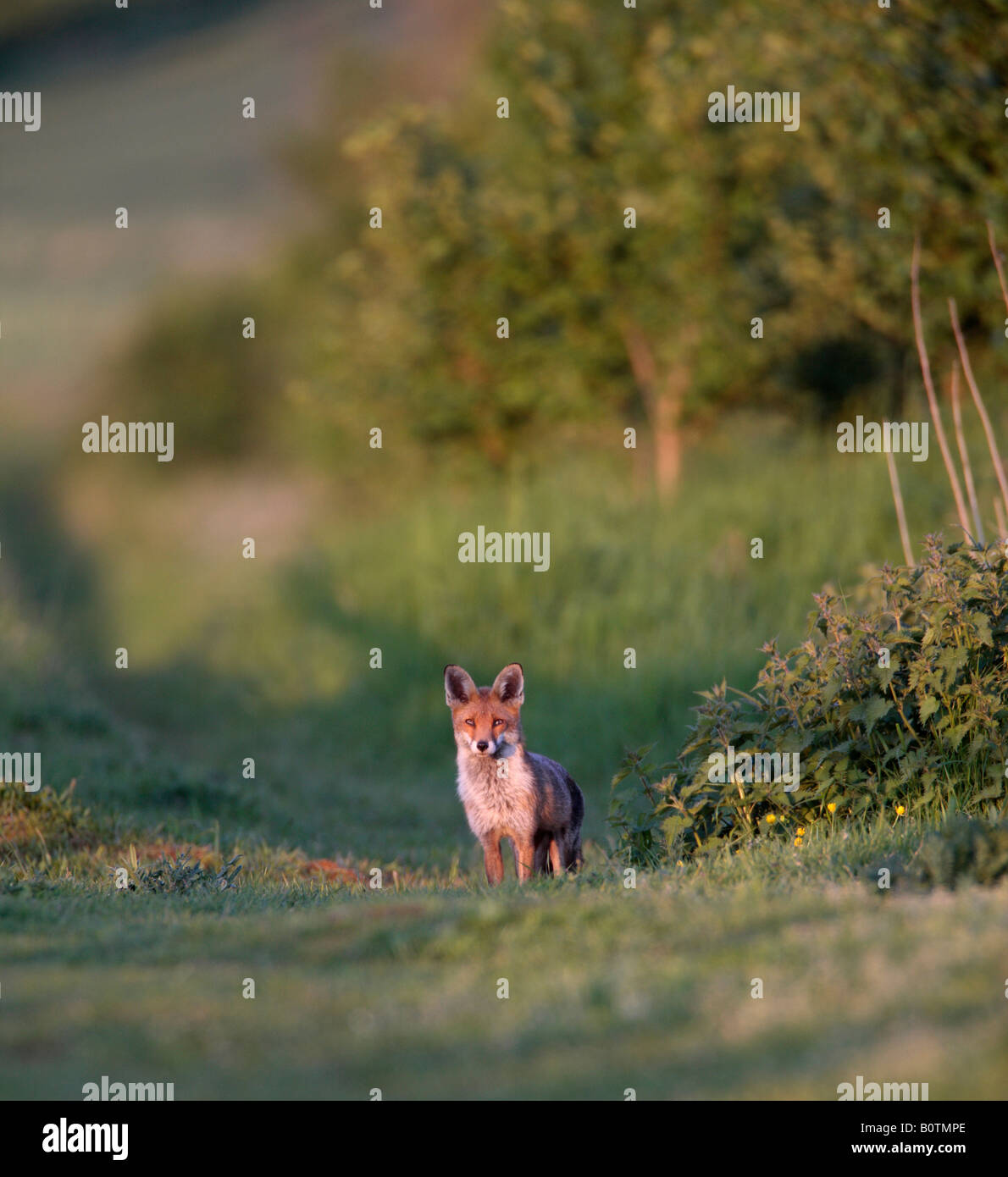 Red Fox Vulpes vulpes in prima serata di luce alla ricerca permanente di alert Sutton Bedfordshire Foto Stock