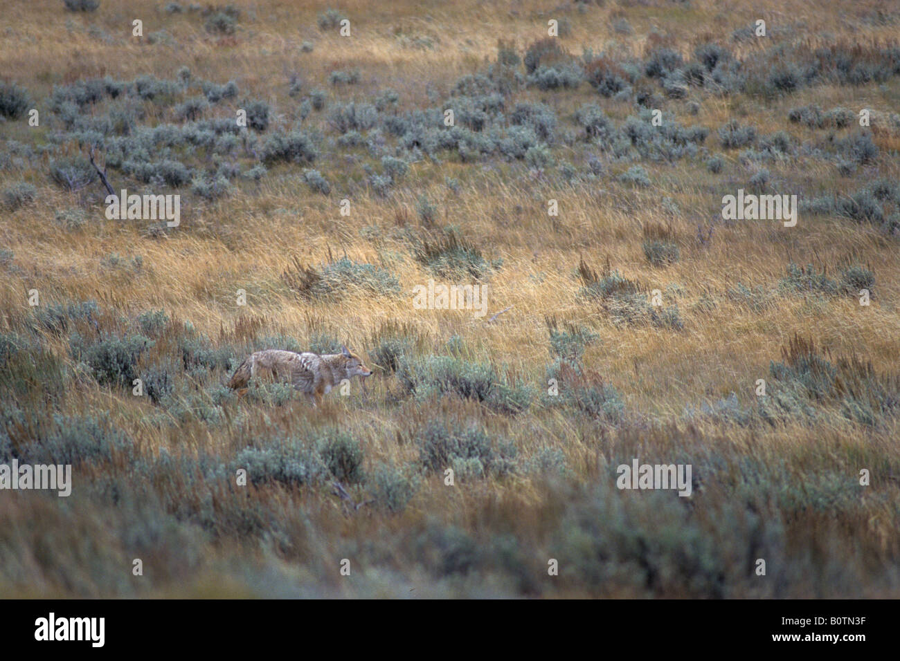 Torre di Coyote Roosevelt Regione Parco Nazionale di Yellowstone Wyoming Foto Stock