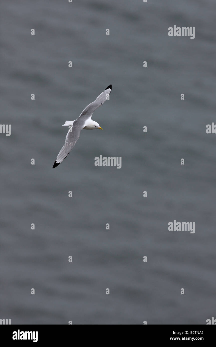 Kittiwake Rissa tridactyla in volo Bempton Cliffs Yorkshire Foto Stock