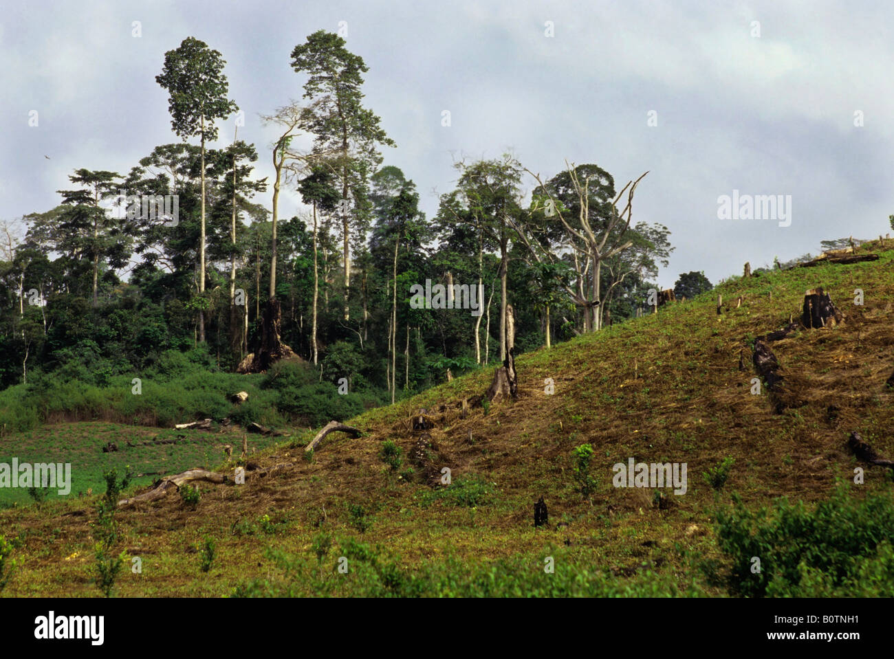 La parte occidentale della Costa d Avorio, Costa d'Avorio, in Africa occidentale. La deforestazione per l'agricoltura commerciale, per lime tree coltivazione. Foto Stock