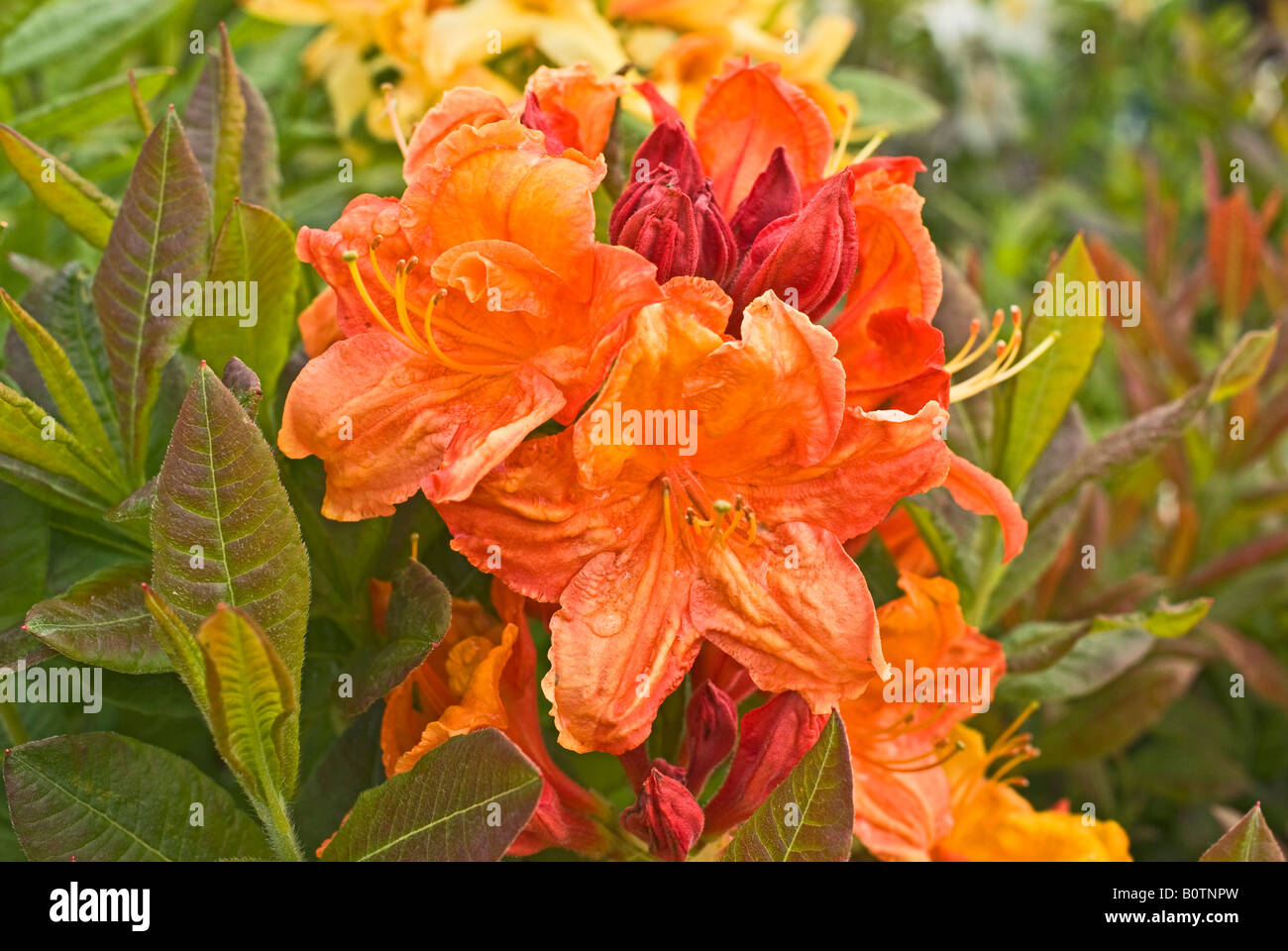 Orange azalea un tizzone nel Maggio Foto Stock