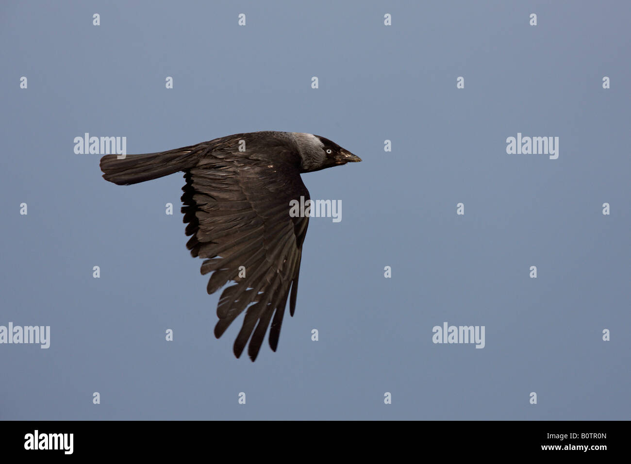 Taccola Corvus monedula in volo Bempton Cliffs Yorkshire Foto Stock