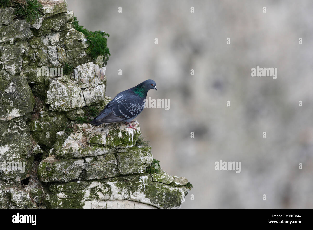 Rock Colomba Columba livia arroccato sulla scogliera Bempton Cliffs Yorkshire Foto Stock