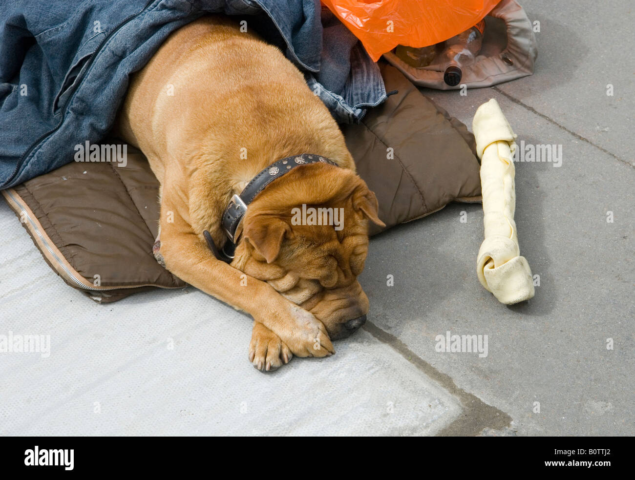Cane senza casa Foto Stock