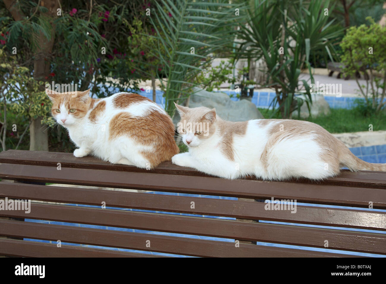 Due gatti domestici - giacente sul banco di lavoro Foto Stock