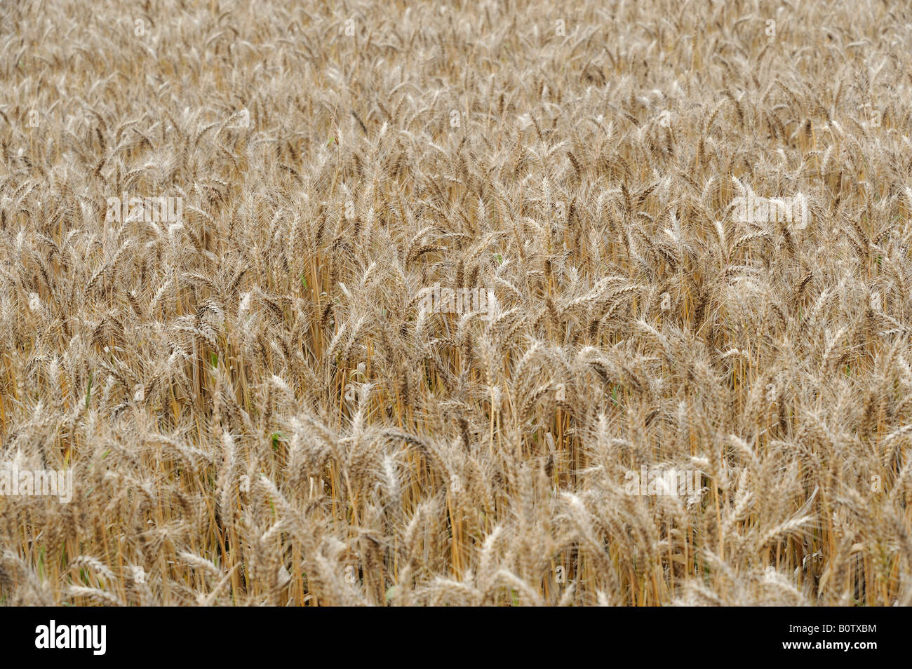 Un campo di grano in Sichuan, in Cina. 18-Maggio-2008 Foto Stock