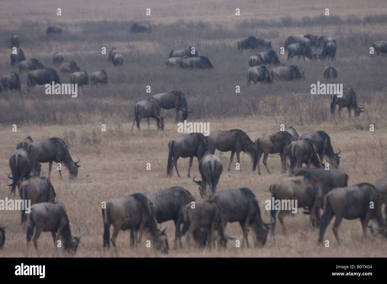 Allevamento di wildebeasts (connochaetes gnou) nel cratere di Ngorongoro Foto Stock