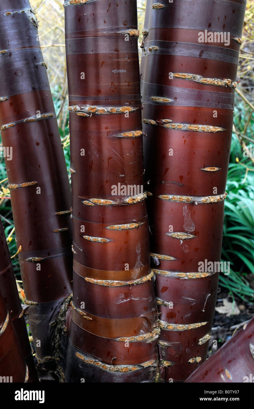 Il Tibetano Ciliegio ornamentale tronco di albero Foto Stock