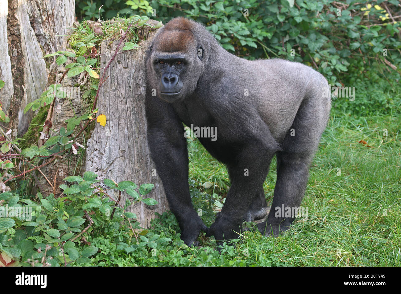 Western Lowland Gorilla (Gorilla gorilla gorilla). Adulto in uno zoo, in piedi Foto Stock