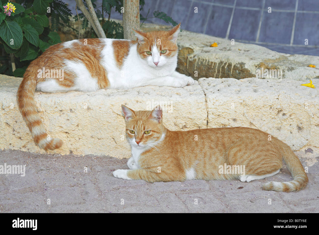 Due gatti domestici, appoggiato in un giardino Foto Stock