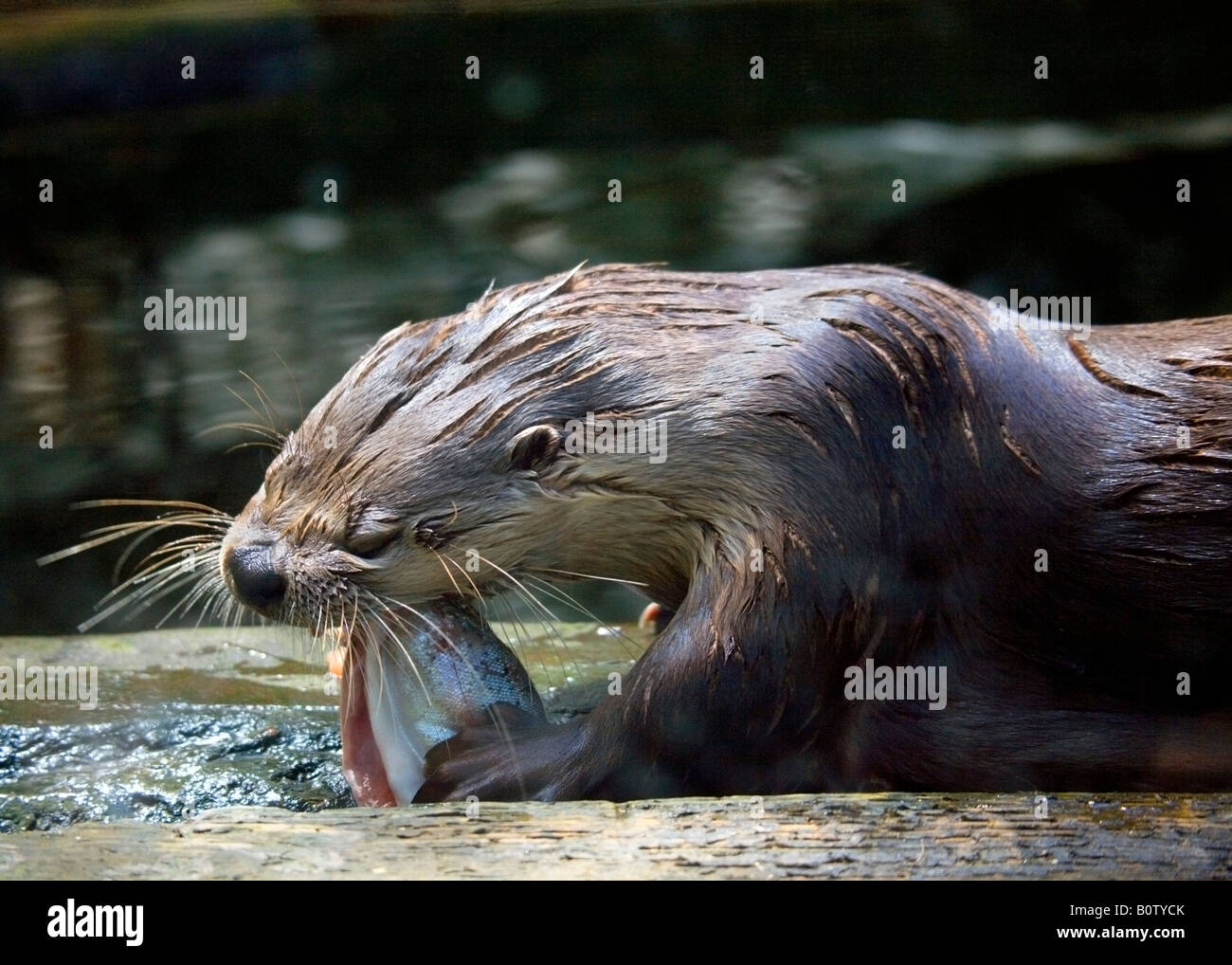 Nord America Lontra di fiume (Lutra canadensis) mangiare pesce Foto Stock
