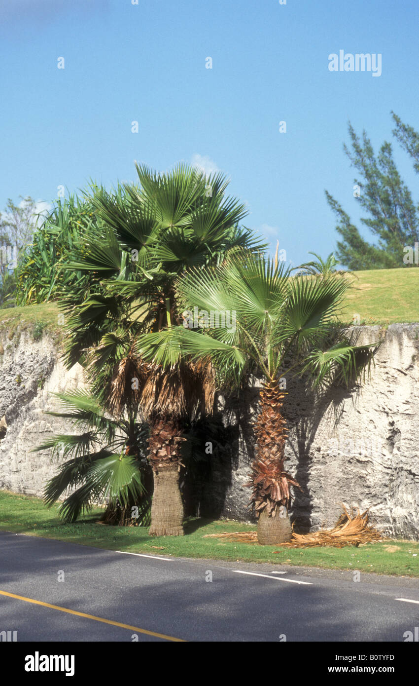 Bermuda Palmetto (Sabal bermudana), St George, Mullet Bay, Bermuda Foto Stock