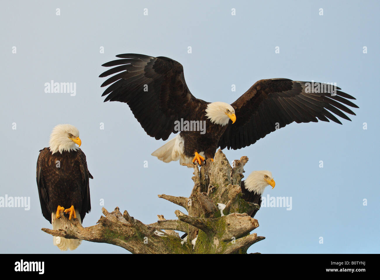 Aquila calva (Haliaeetus leucocefalo). Tre adulti su un albero morto Foto Stock