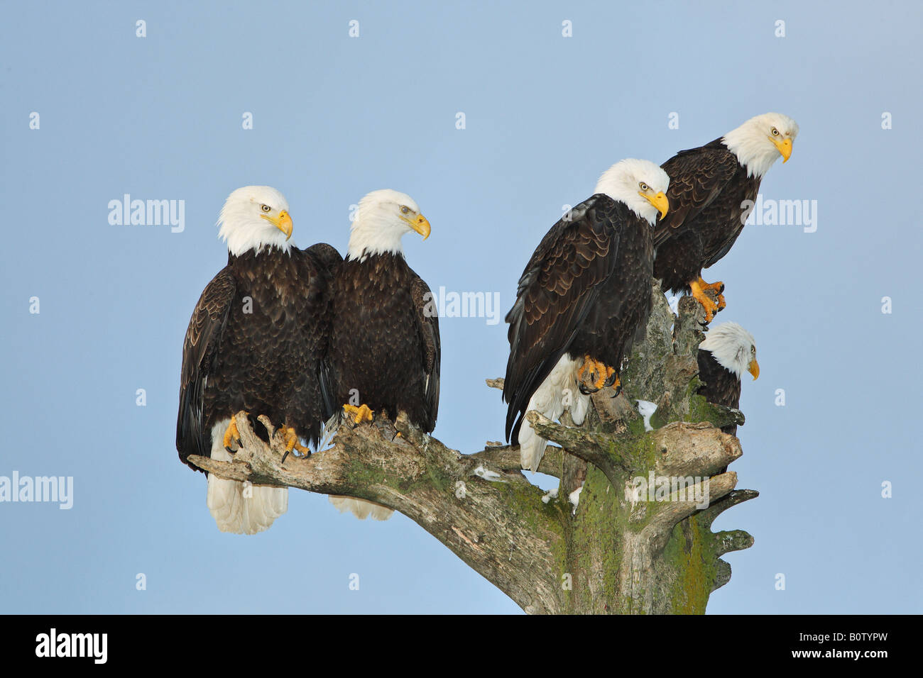 Aquile calve - seduta / Haliaeetus leucocephalus Foto Stock