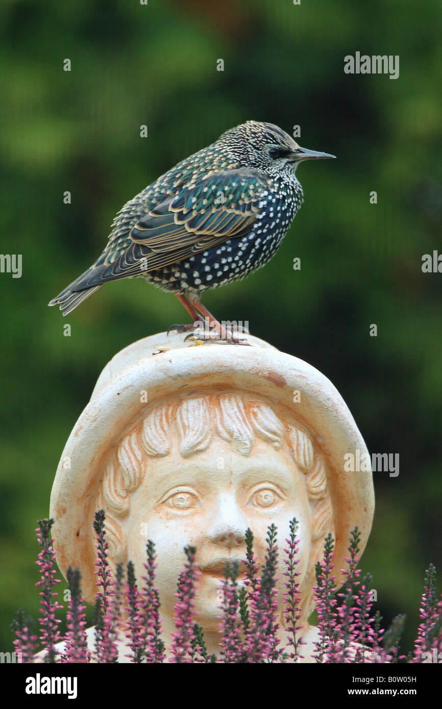 Starling sulla statua / Sturnus vulgaris Foto Stock