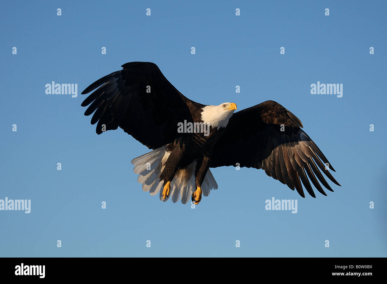 Aquila calva (Haliaeetus leucocephalus). Adulto in volo Foto Stock