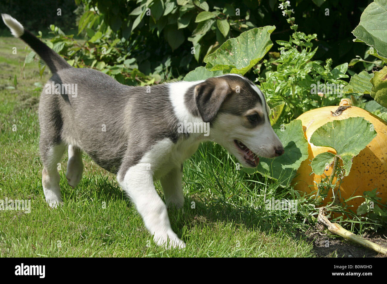 Chart Polski - cucciolo in piedi sul prato Foto Stock