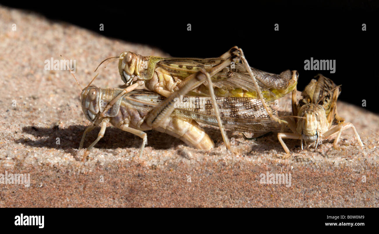 Deserto locuste coniugata Foto Stock