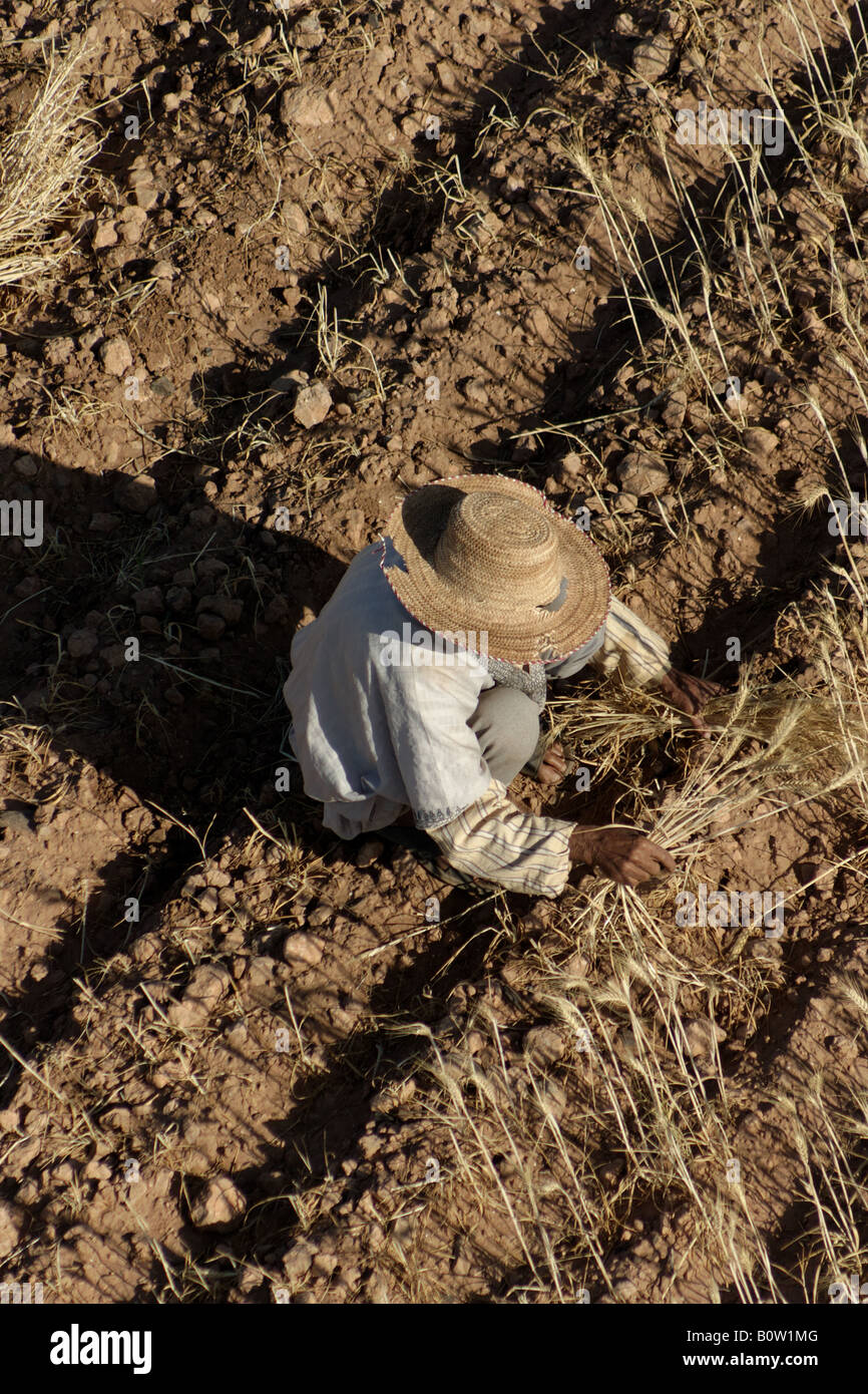 L'agricoltore marocchino la raccolta di frumento Foto Stock