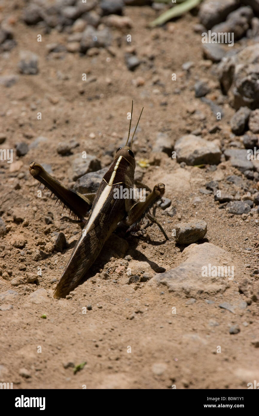 Locusta migratoria (locusta migratoria) Foto Stock