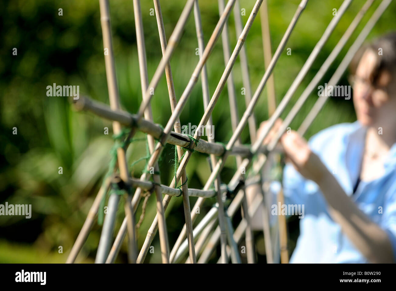 Framework per la crescita i baccelli essendo eretto in un giardino. Foto da Jim Holden. Foto Stock