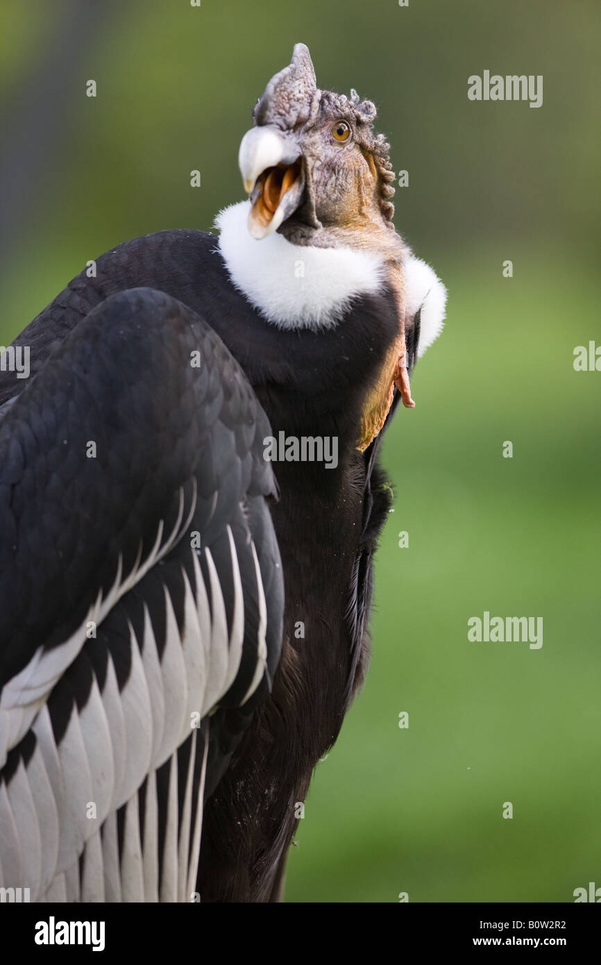 Condor andino - Vultur gryphus Foto Stock