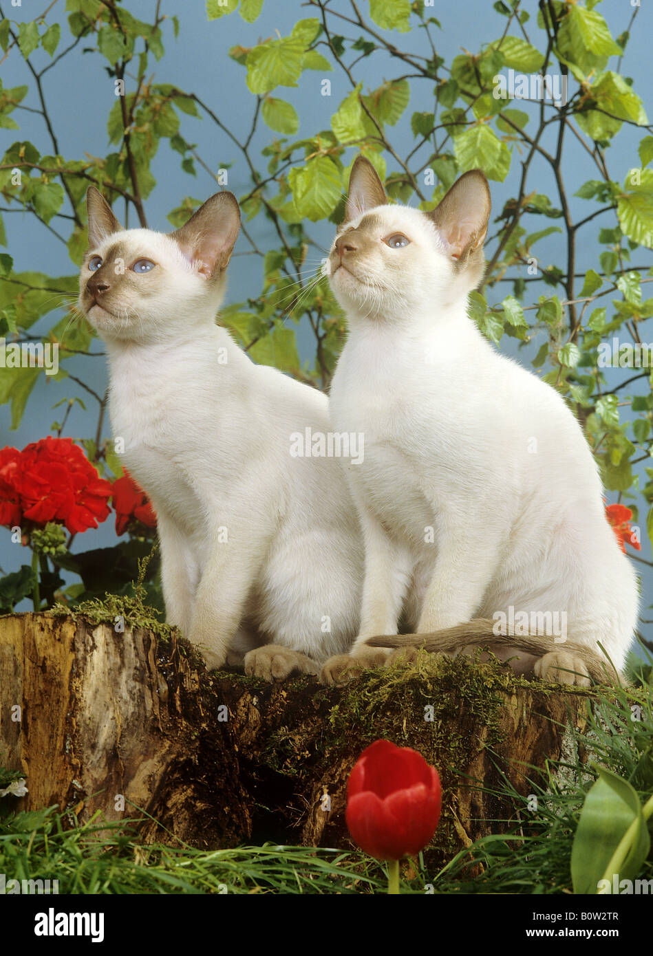 Due gatti siamesi - seduta sul tronco di albero Foto Stock