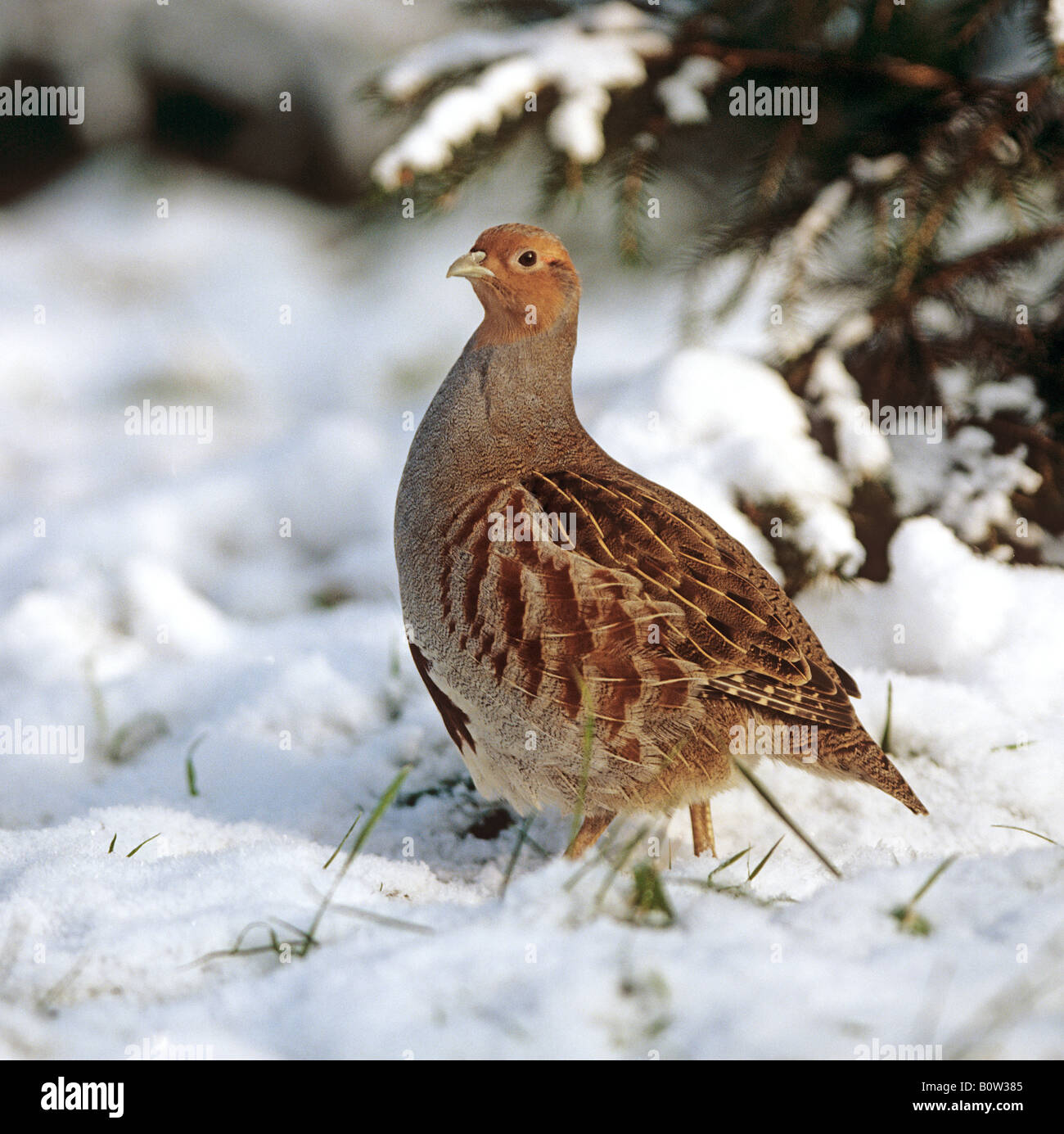 La Starna (Perdix perdix) in piedi nella neve Foto Stock