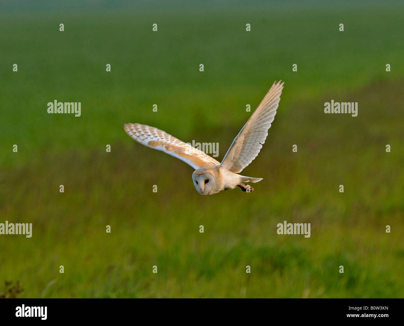 Il barbagianni (Tyto alba) volare su terreni agricoli. Effraie des clochers, Schleiereule. Lechuza común. Australian Barn-owl, perlacea Owl. Boang, colombiana B/O. Foto Stock