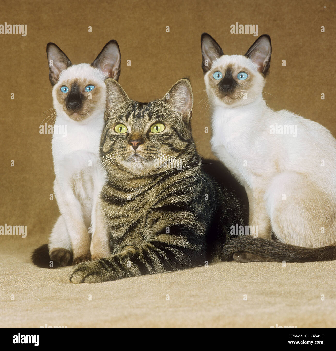 Il gatto domestico con due gatti siamesi Foto Stock