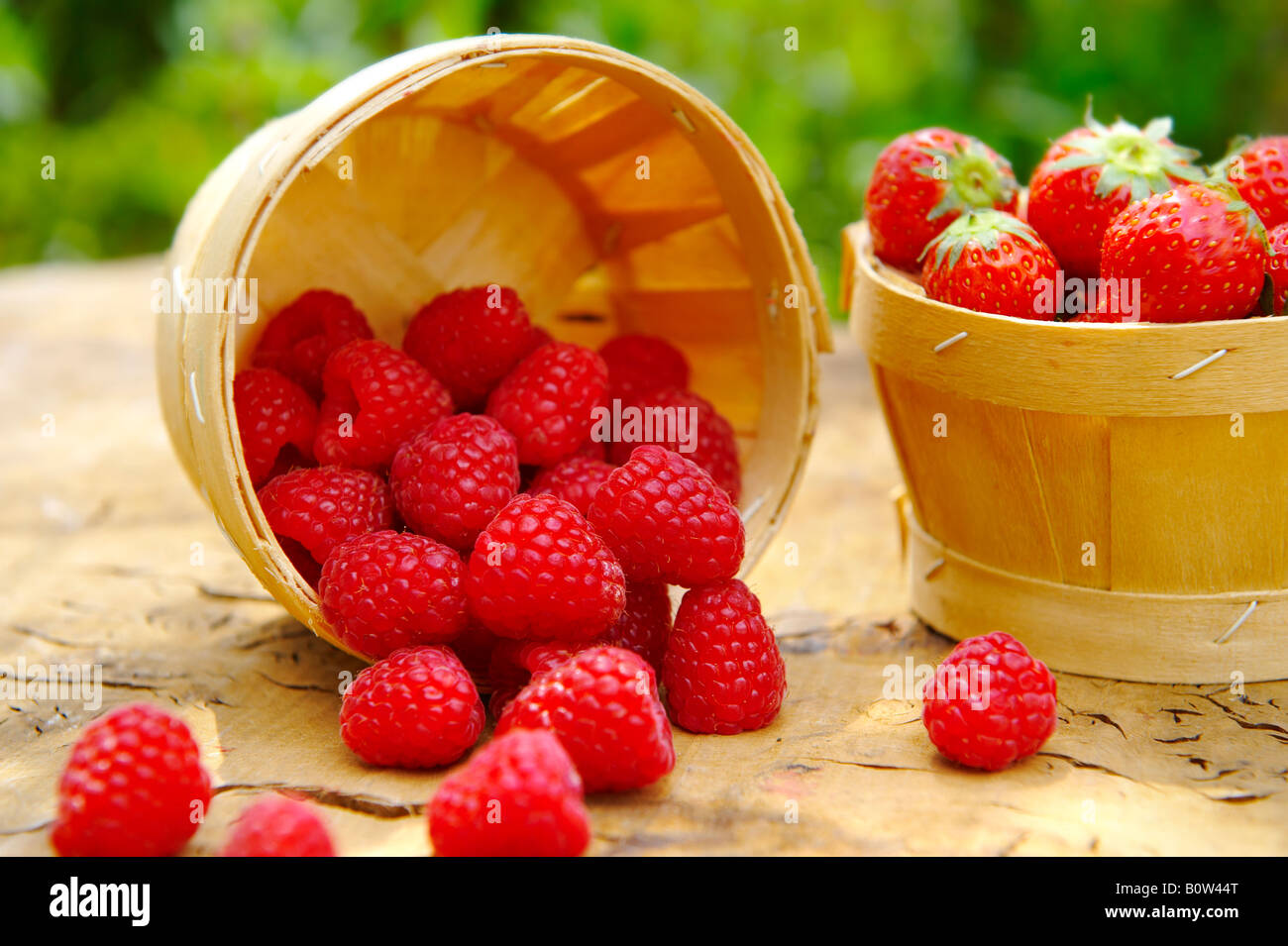 Fresche lamponi raccolti in cesti di frutta su un tavolo da giardino in giardino Foto Stock